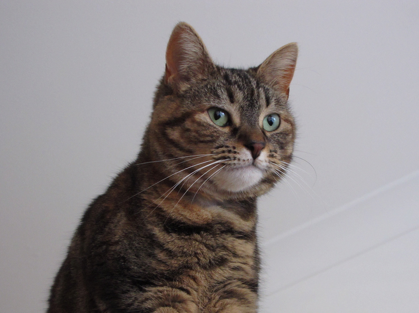 Charlie, a small shorthair tabby/tortie.